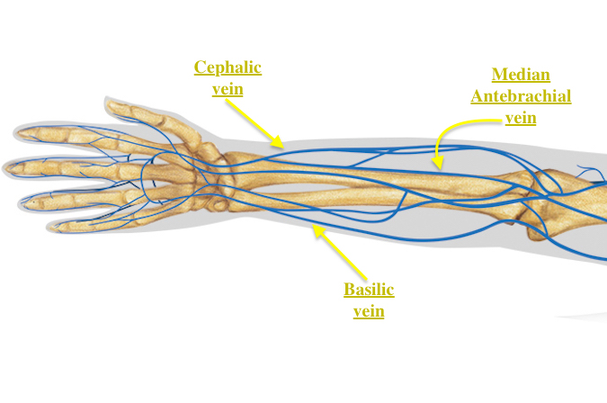 ANATOMY | Hand Surgery Resource